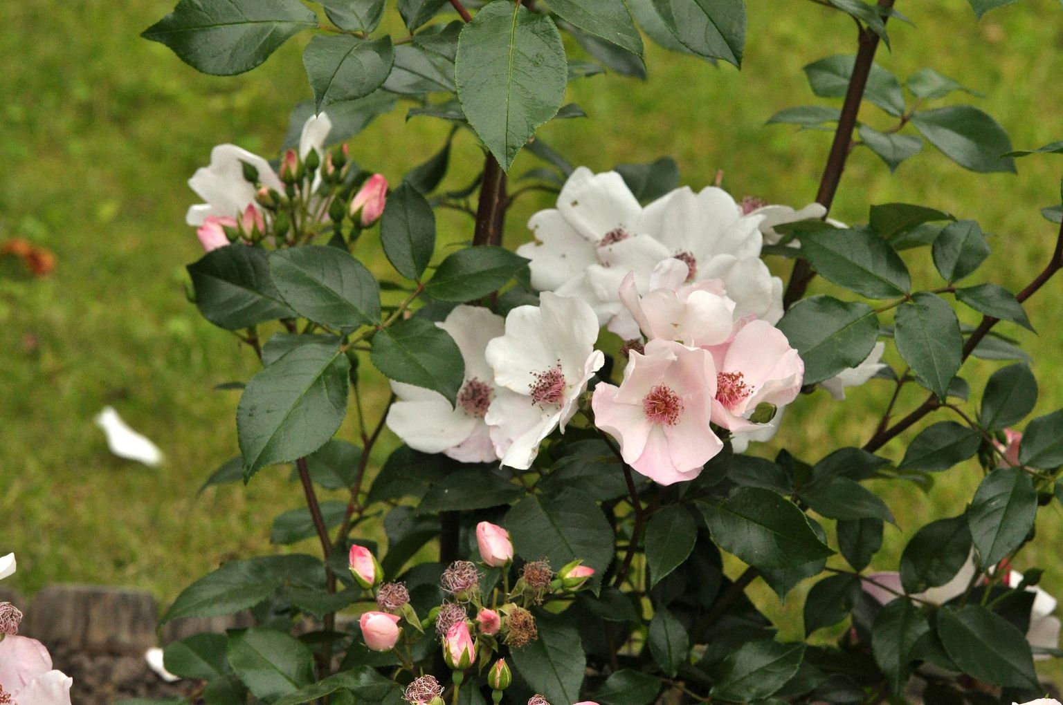 lihtõieline roos "Sweet Pretty" (Hansaplant)