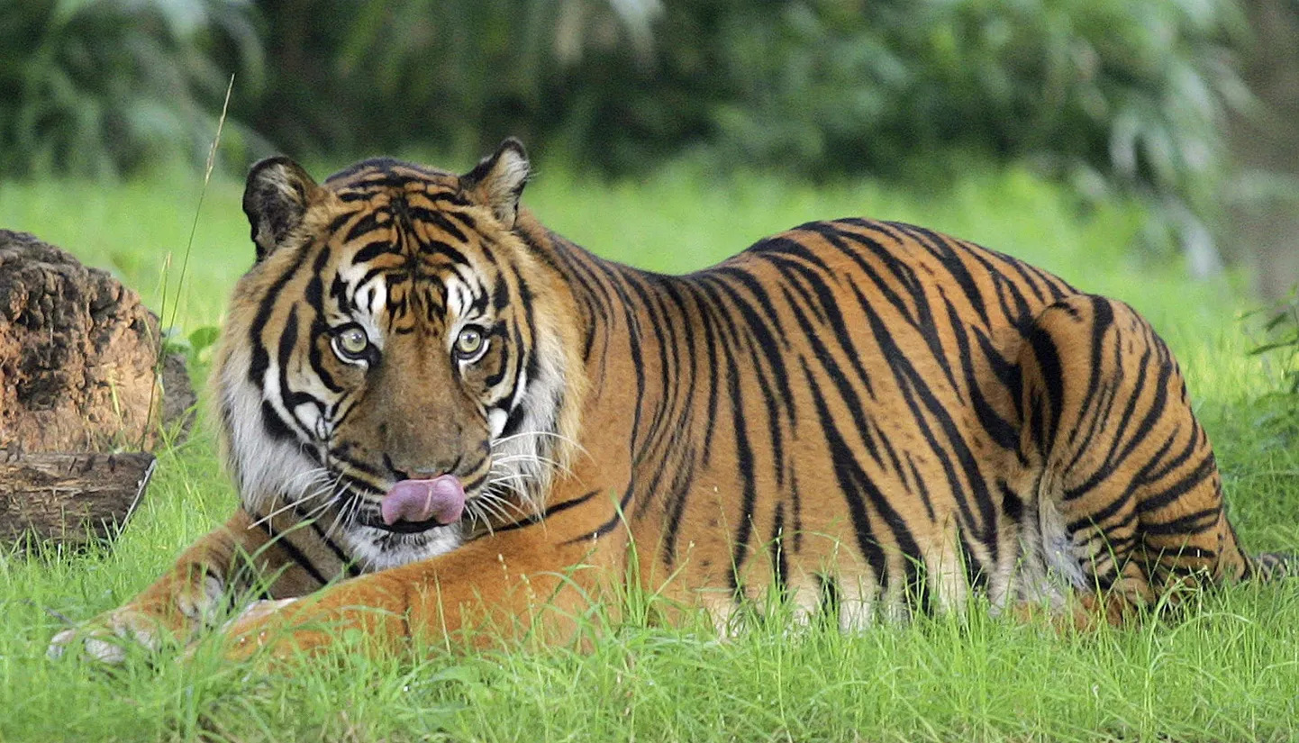 Sumatra tiiger.