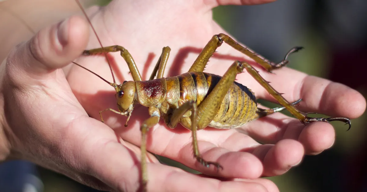 New Zealand: Conservationists successfully restore wētāpunga population