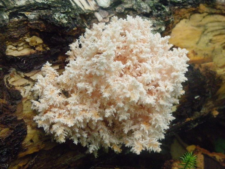 Ежовик коралловидный, найденный в ида-вируских лесах.