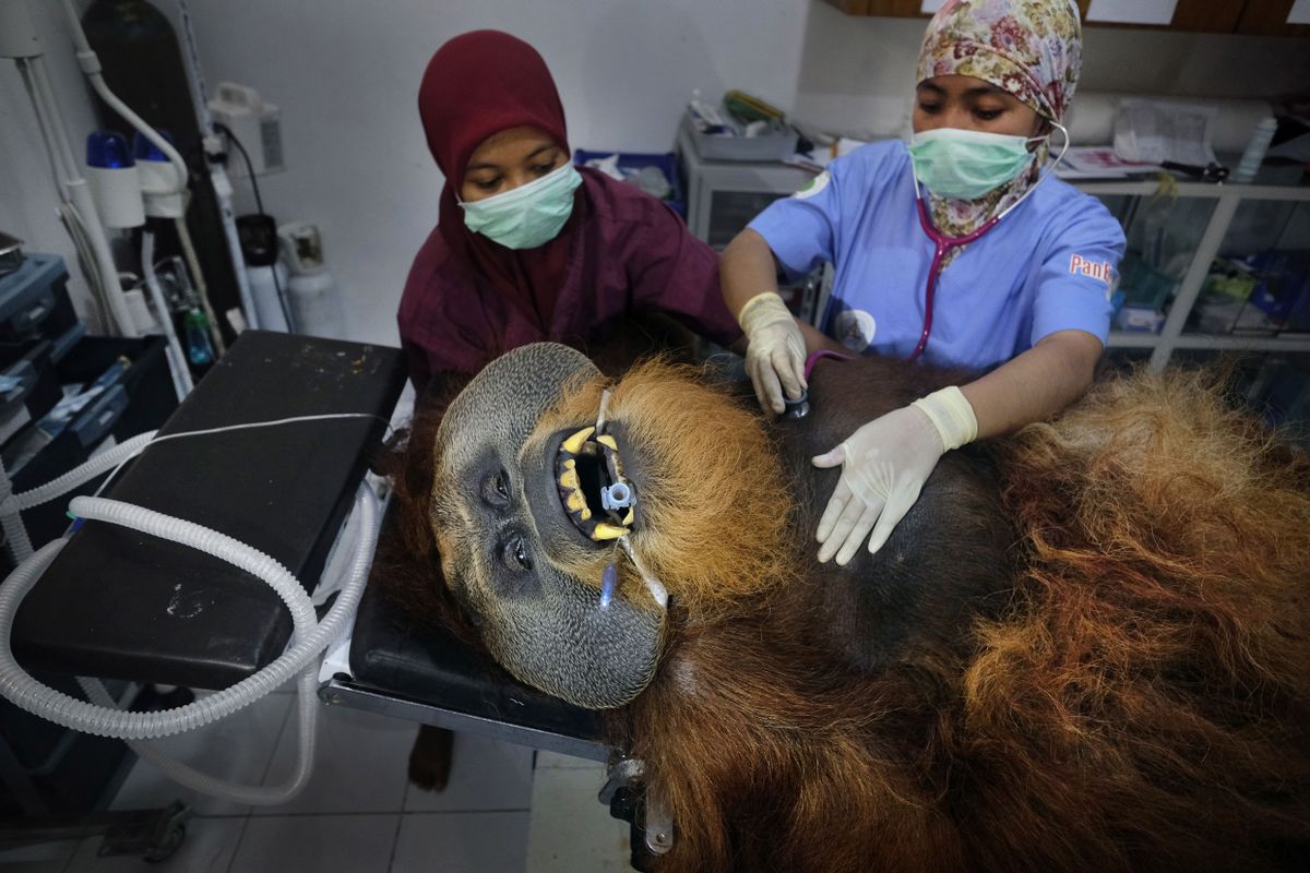 30-aastane isane orangutan Fahzren on tervisekontrollis. Ta on veetnud enamuse oma elust loomaaias vangistuses ja tal puuduvad oskused, et saada hakkama metsikus looduses.