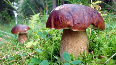 Тихая охота: как сходить за грибами и выжить
