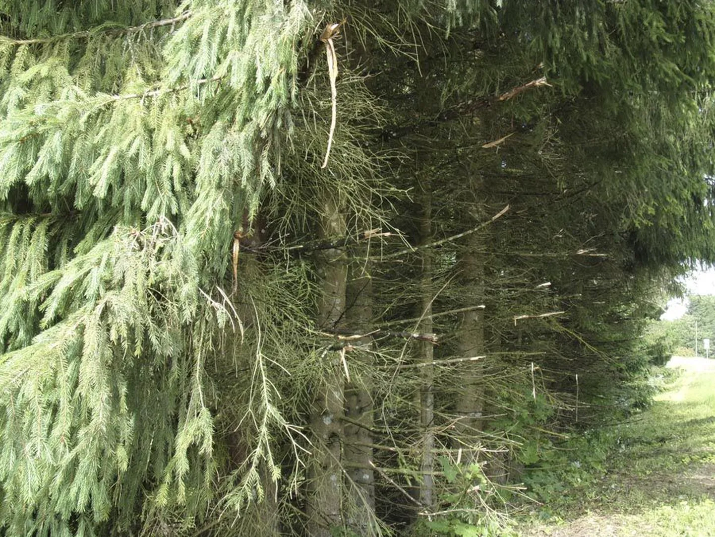 Suure-Jaani ja Mudiste tee ääres on liiklusohutuse nimel kuusehekki tõrjutud.