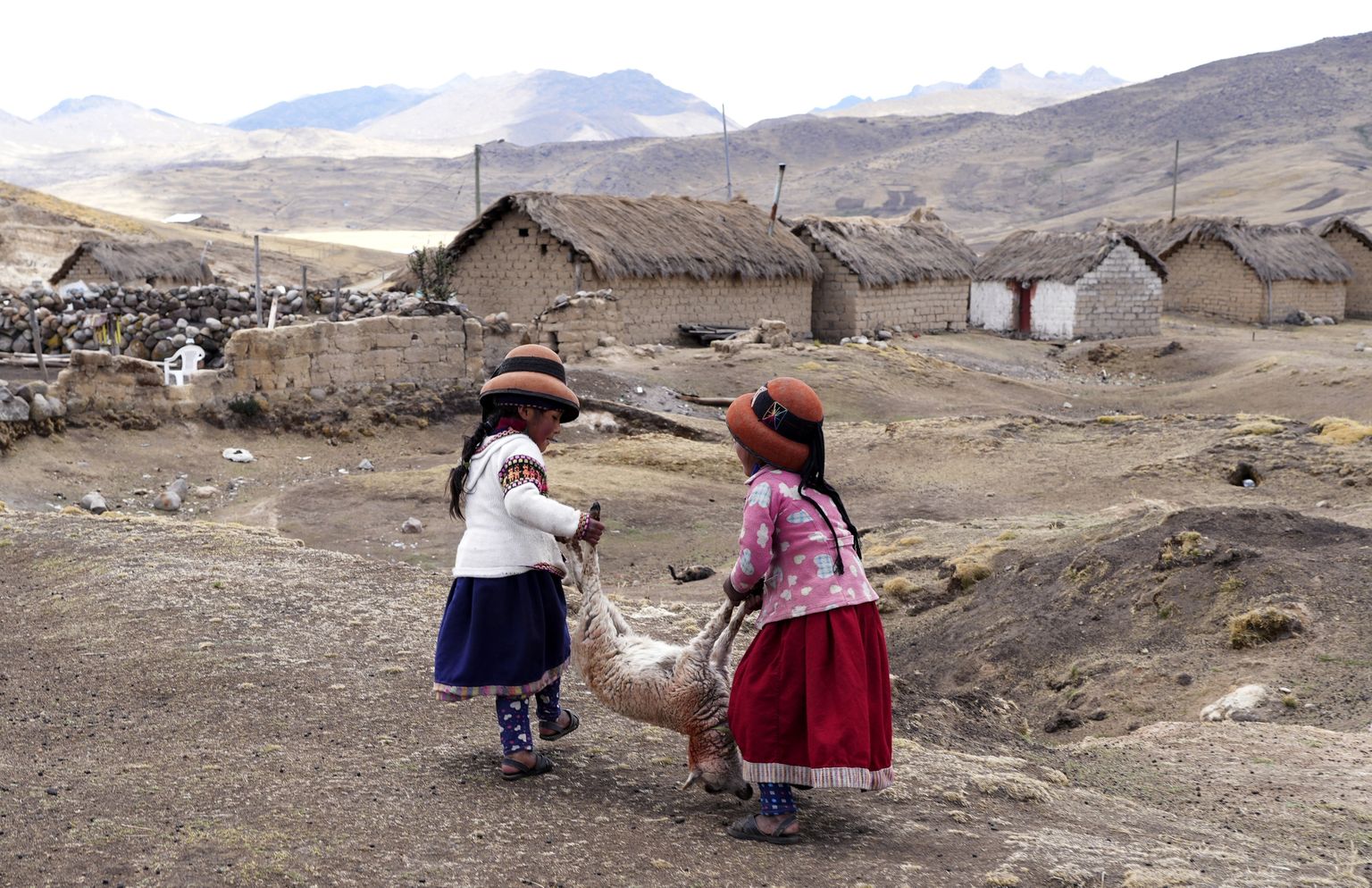 Tüdrukud tassimas Peruu Andides surevat lammast.