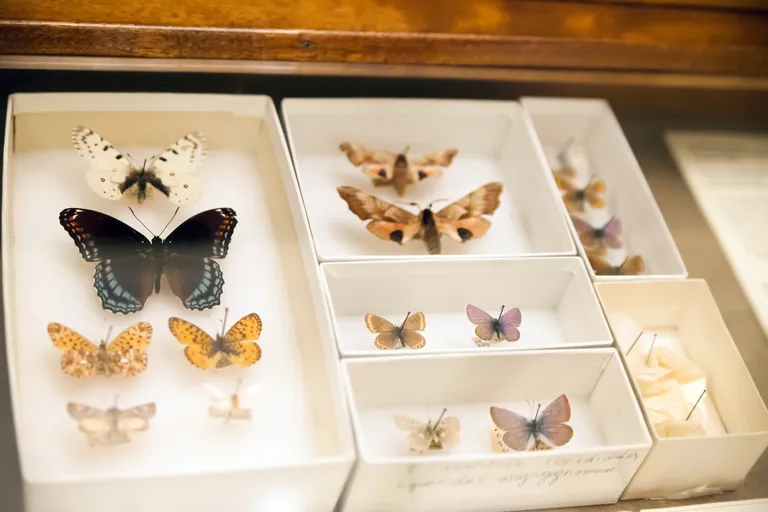 Vladimir Nabokovi kogutud liblikad. Kollektsioon on Peterburi Nabokovi muuseumis.