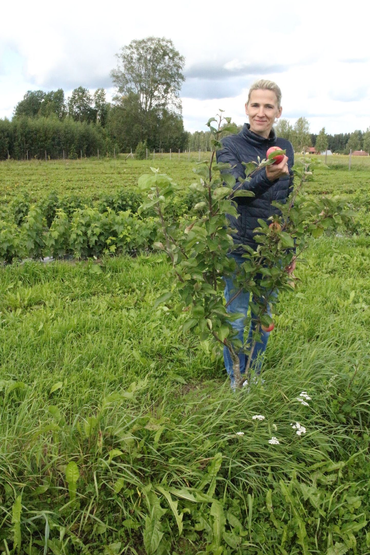 Taarapõllu talu tegevjuhi Silvi Languse sõnul töötlevad nad aastas üle 70 tonni marju ja puuvilju. Eestis on Taarapõllu 
talu tooted müügil pea kõigis suuremates kaubanduskettides ja ökopoodides.