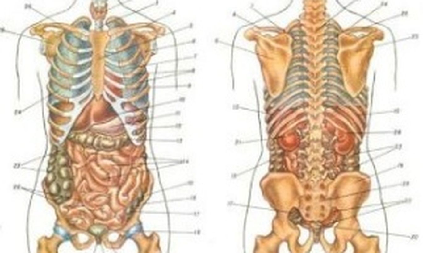 Анатомия человека внутренние органы сзади со спины