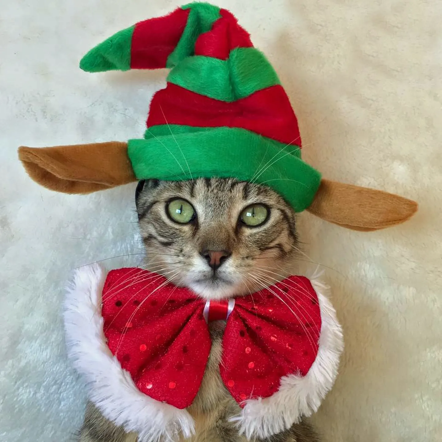 Thats purrfect!
