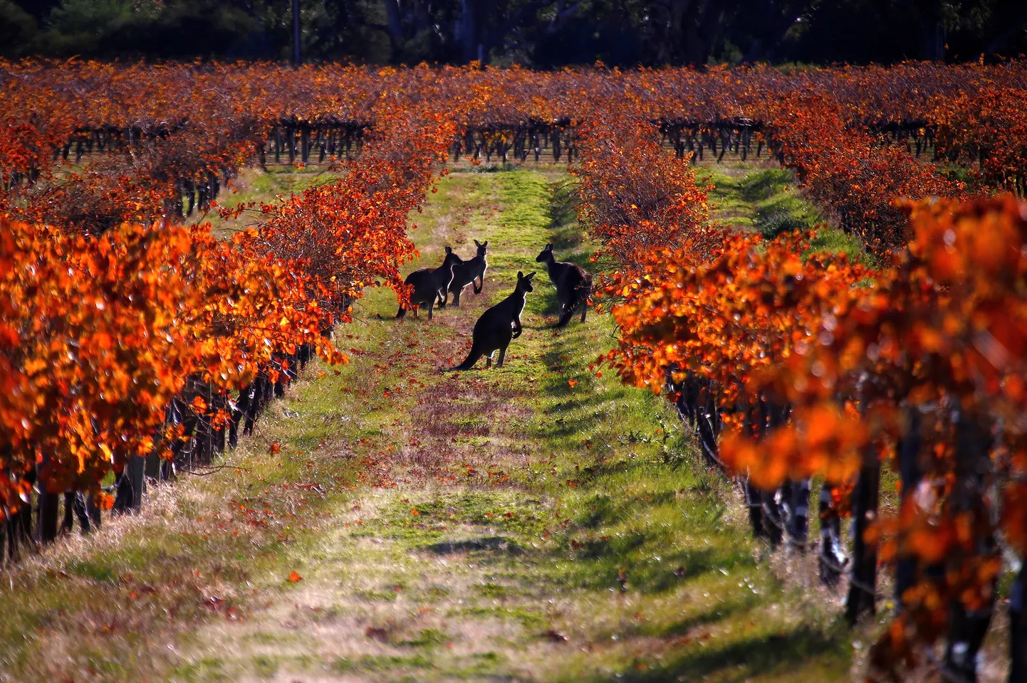 Grupp känguruid Charles Meltoni viinamarjaistanduses Austraalias