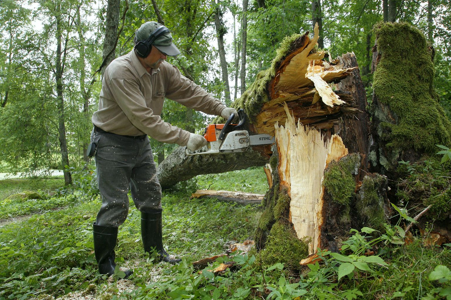 Murdunud puud Voltveti mõisapargis.