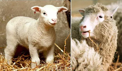 Lammas Dolly Foto: AFP / Colin McPherson / Scanpix