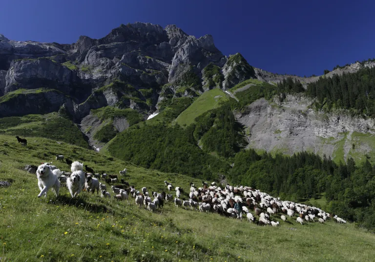 Les Diablerets' liustiku lähedane mäestikukarjamaa