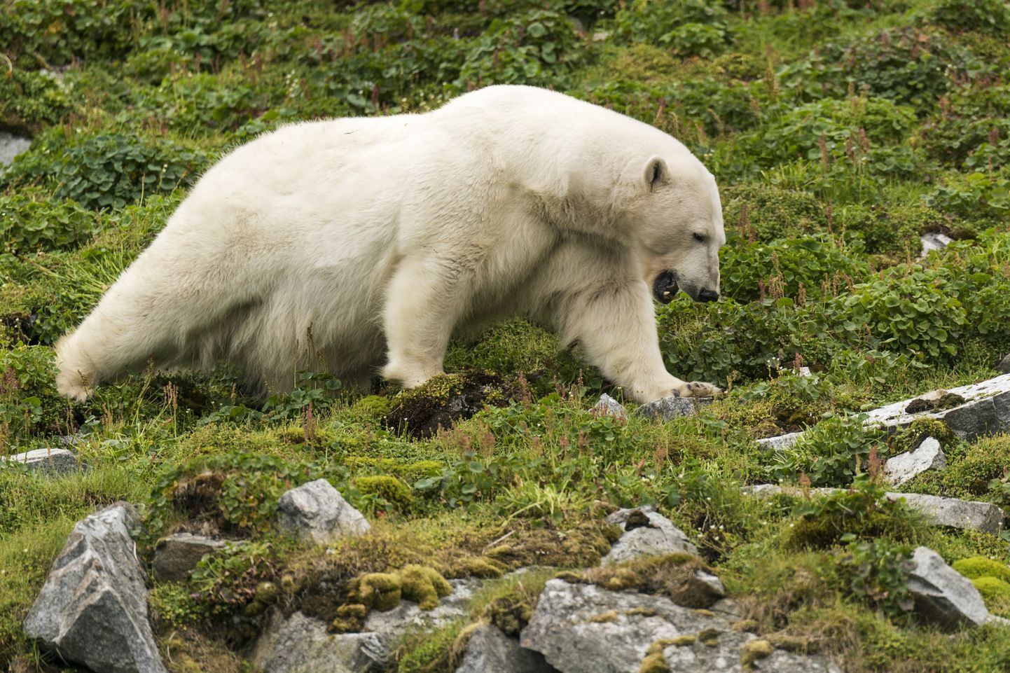 Jääkaru Teravmägedel toitu otsimas.
