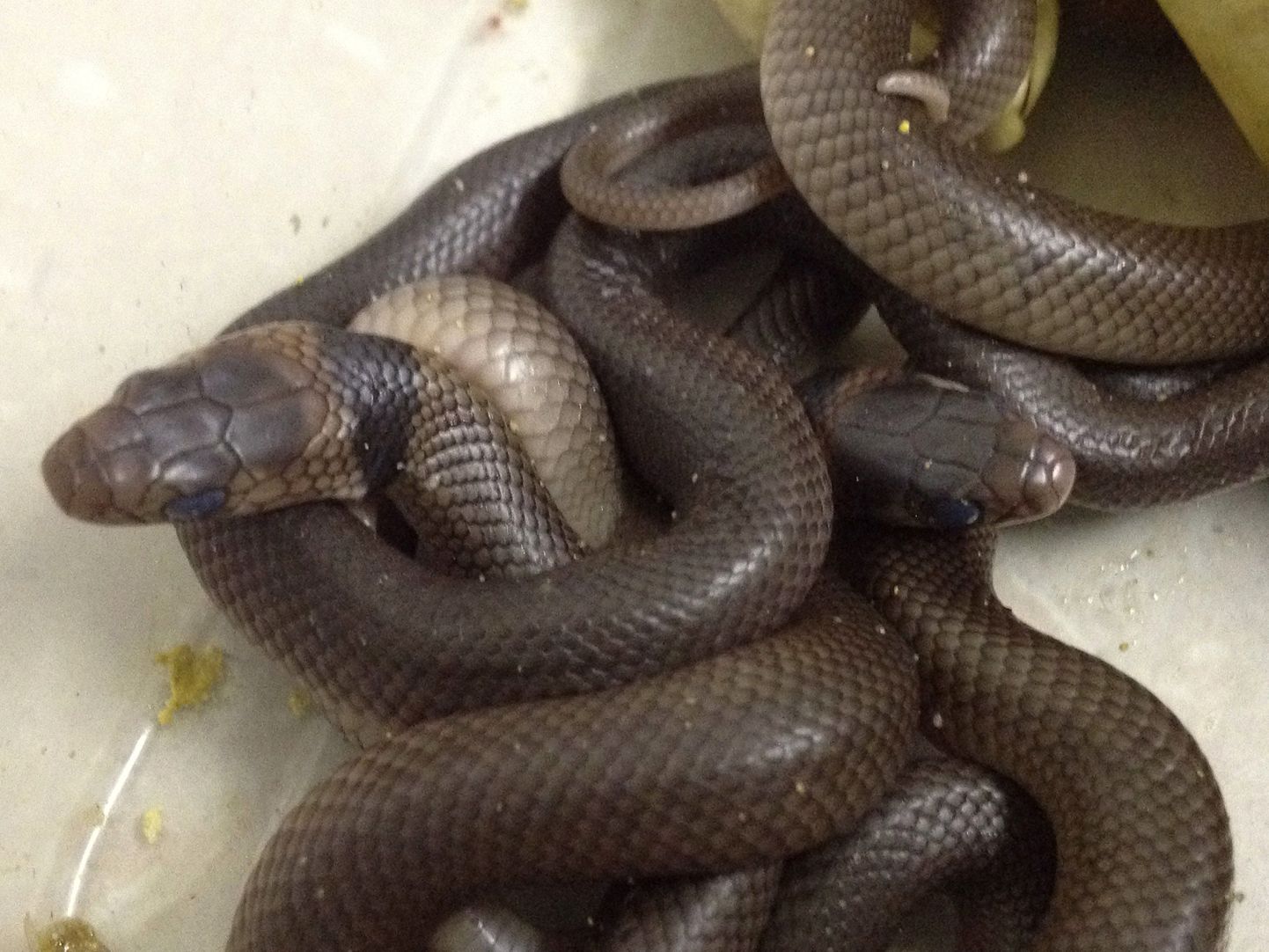 3-aastase Austraalia poisi toast leitud mürigsed maod.