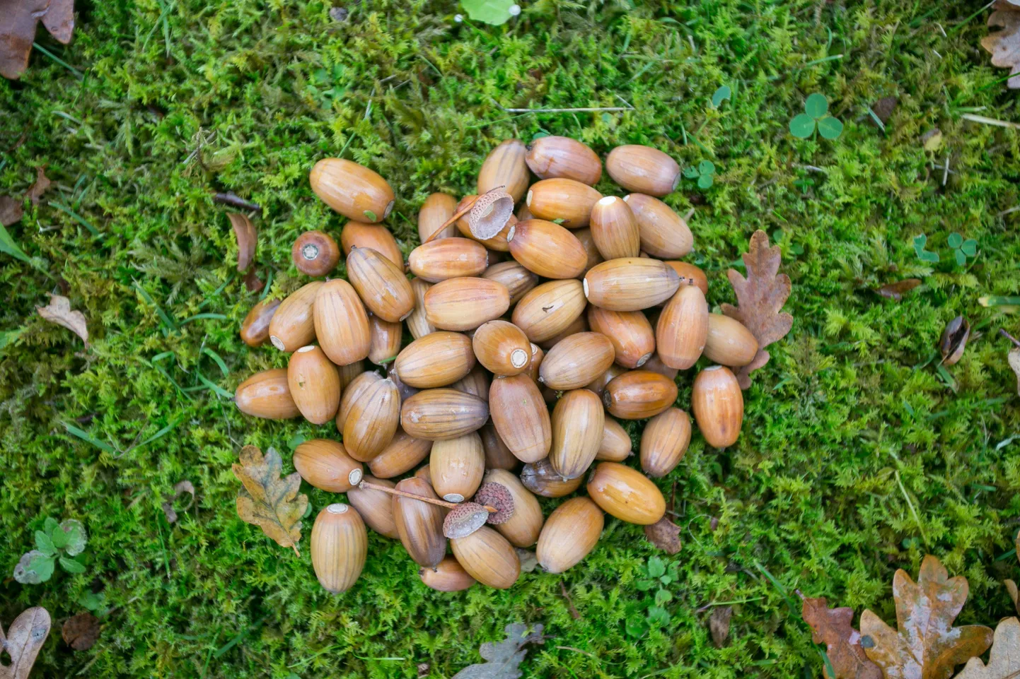 Artikli foto