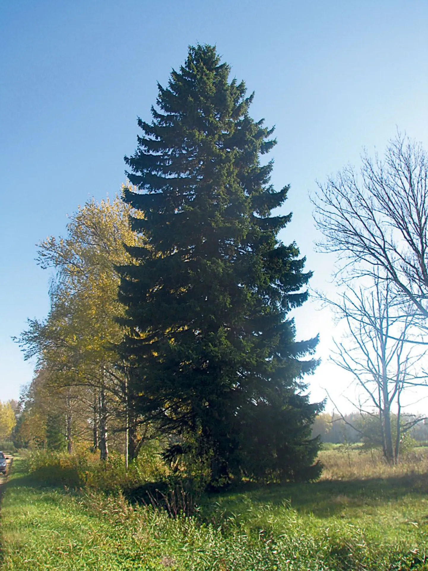 Pärnu selleaastane jõulupuu tuleb Vändra kandist Eesti skautluse rajaja Anton Õunapuu kodutalu maadelt.