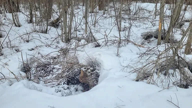 Заметить медвежью берлогу в лесу бывает довольно сложно.
