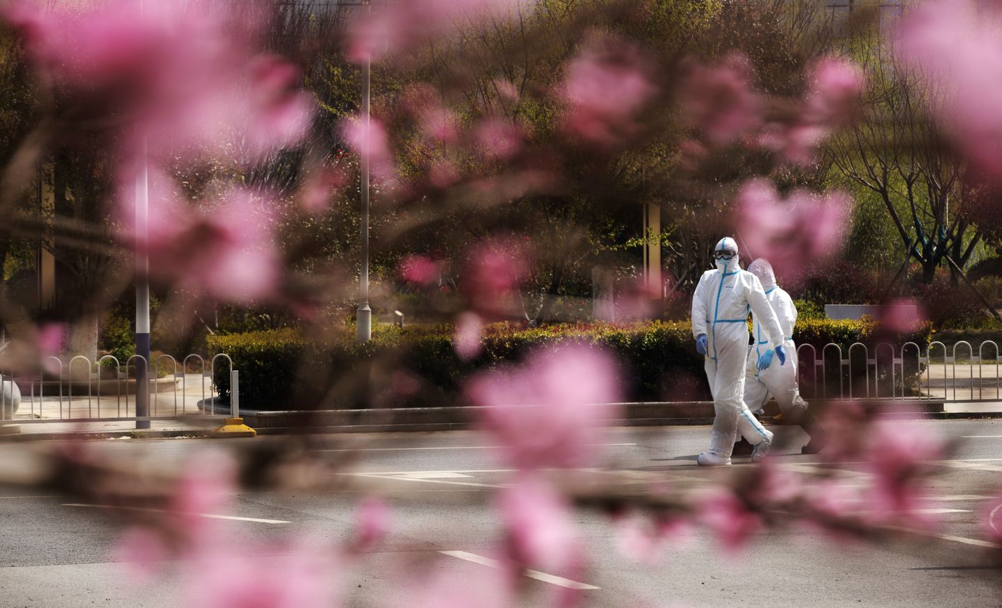 Meedikud ja õitsev kirsipuu Wuhanis 14. märts 2020.
