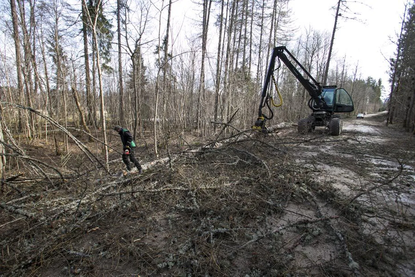 Heimtalit ja Viljandit ühendaval teelõigul käivad raietööd täna õhtuni.