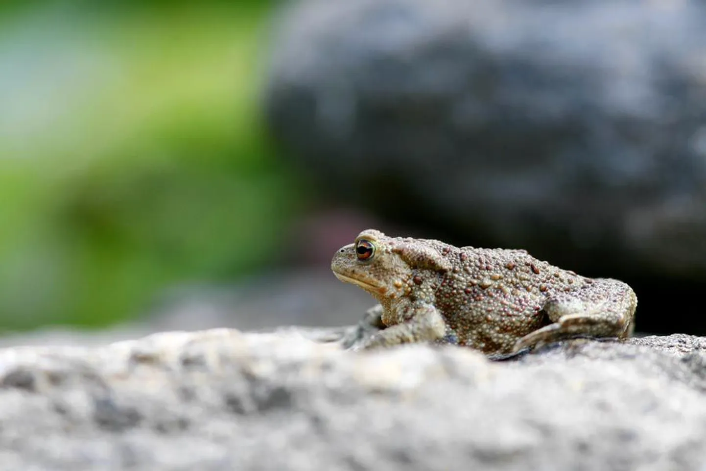 Seni, kuni söödavaid mutukaid ja putukaid jagub, on ka konnad liikvel. Varsti poevad aga nemadki oma talvekorterisse varjule.