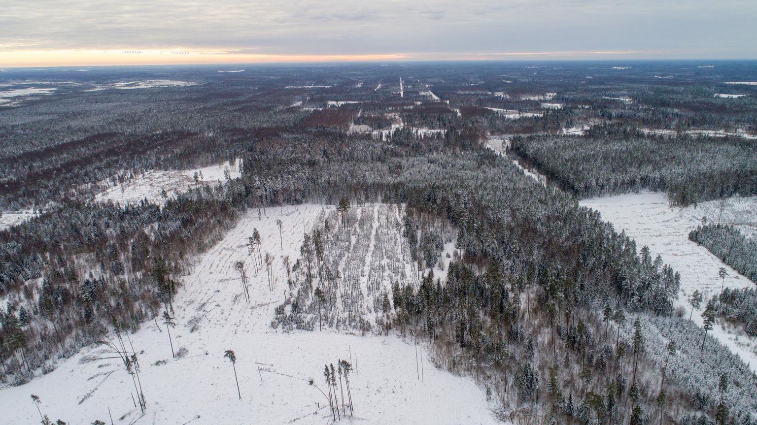 Mulgimaal asuv Härjassaare mäe ümber on juba toimunud lageraied must-valge lapitekina kõrgelt hästi näha.