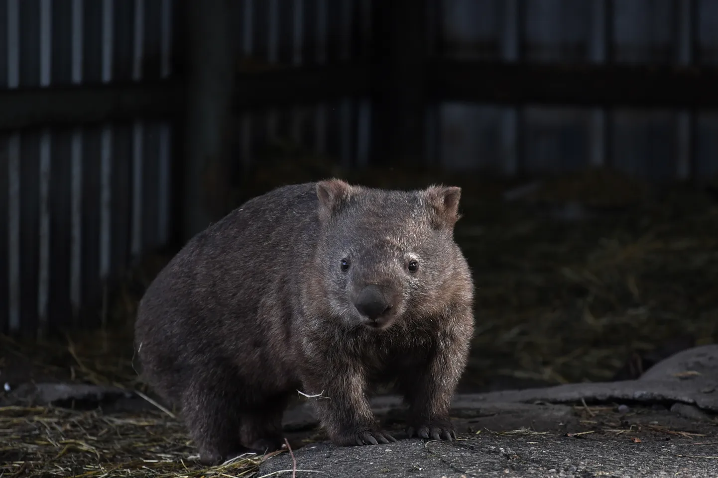 Vombat Austraalias loomade varjupaigas.