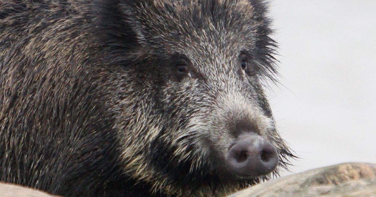 Pesta porcină a fost detectată atât în ​​Voruma, cât și în Letonia săptămâna trecută