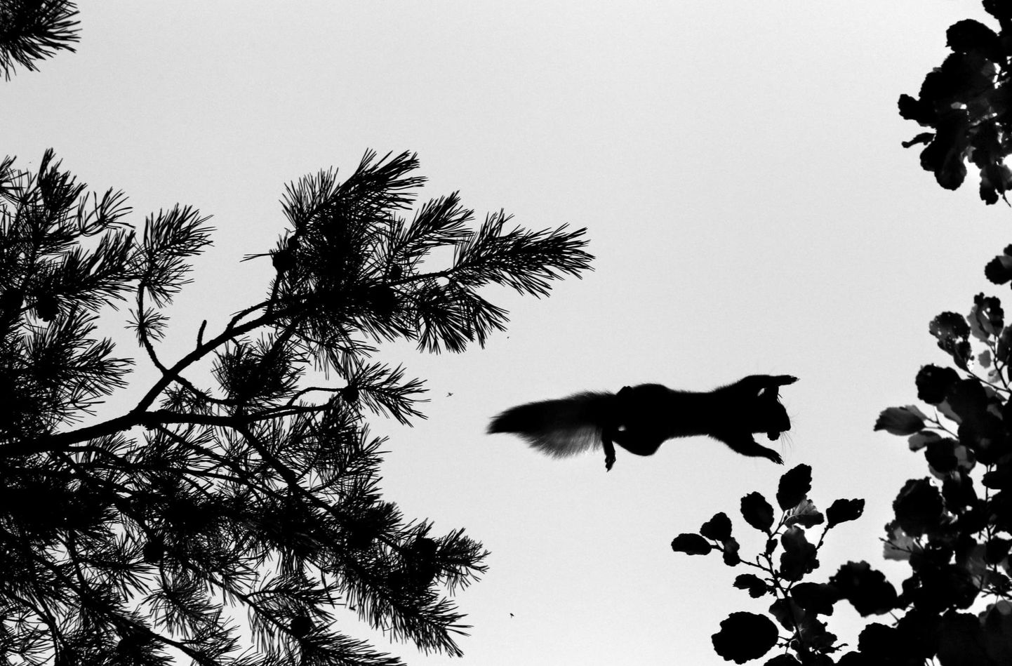 Loodusfotovõistluse "Vereta jaht" 2021. aasta võidutöö on Enel Lepiku foto lendavast oravast.
