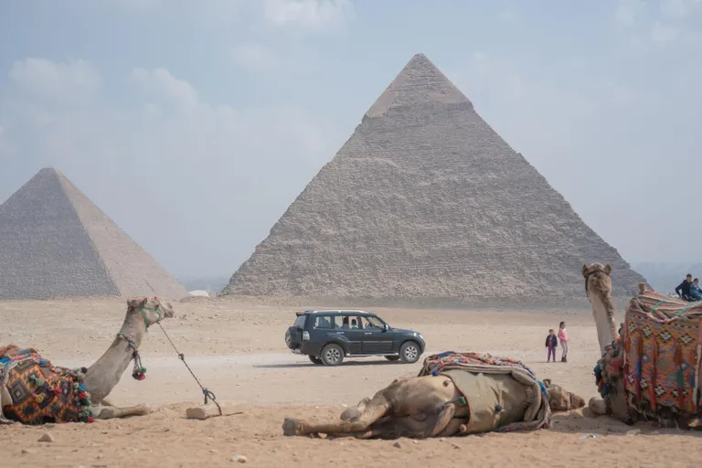 Väsinud kaamelid puhkavad jalga Egiptuses Kairo lähedal Giza püramiidide juures.