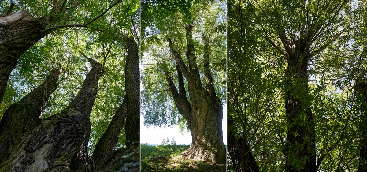 Hõberemmelgas teisend sericea Toompargis valli kõrval, kaks haru kokku kasvanud. Ümbermõõt 575 cm.