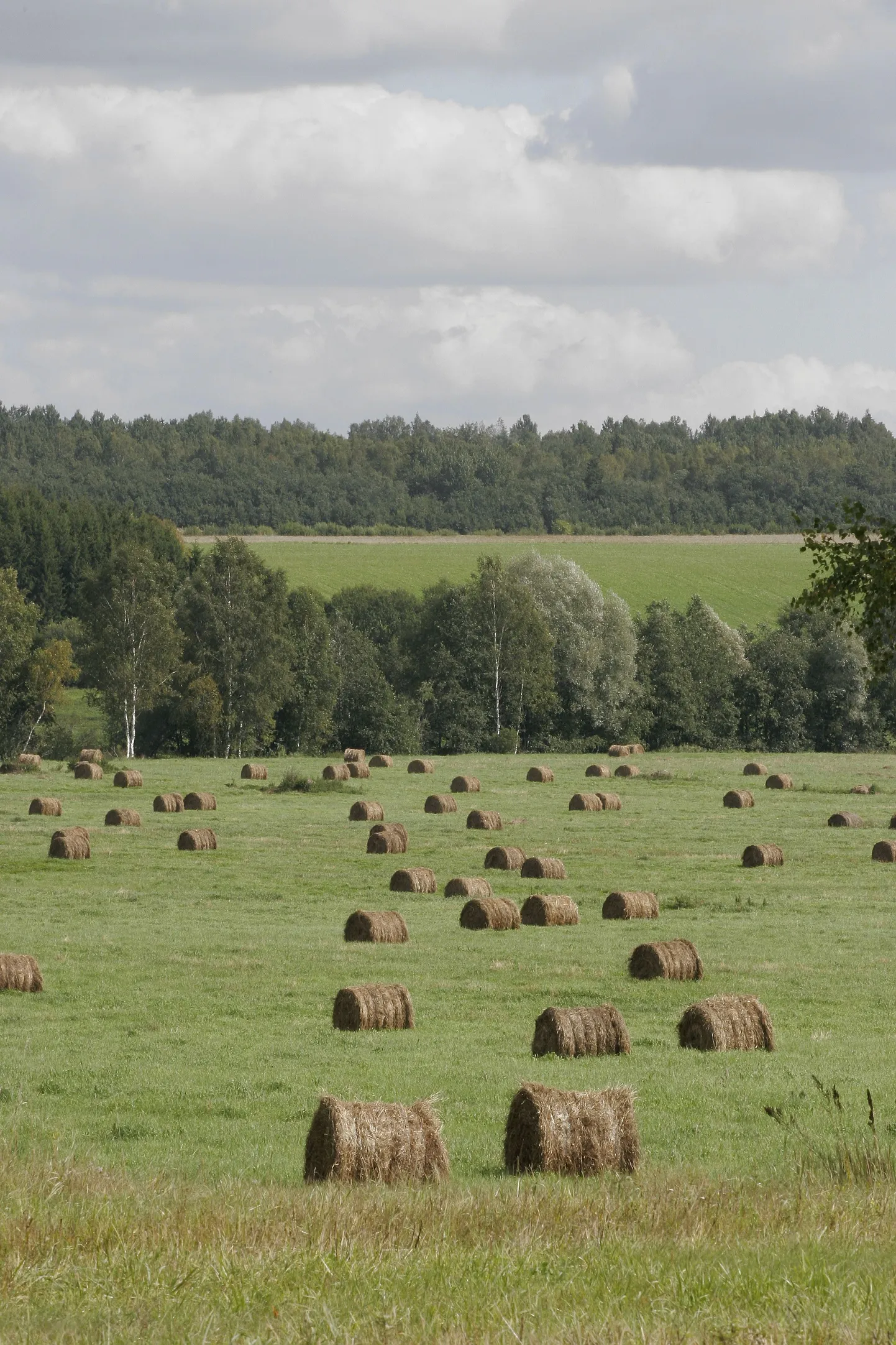 Soe suvepäev enne vihmapäevi