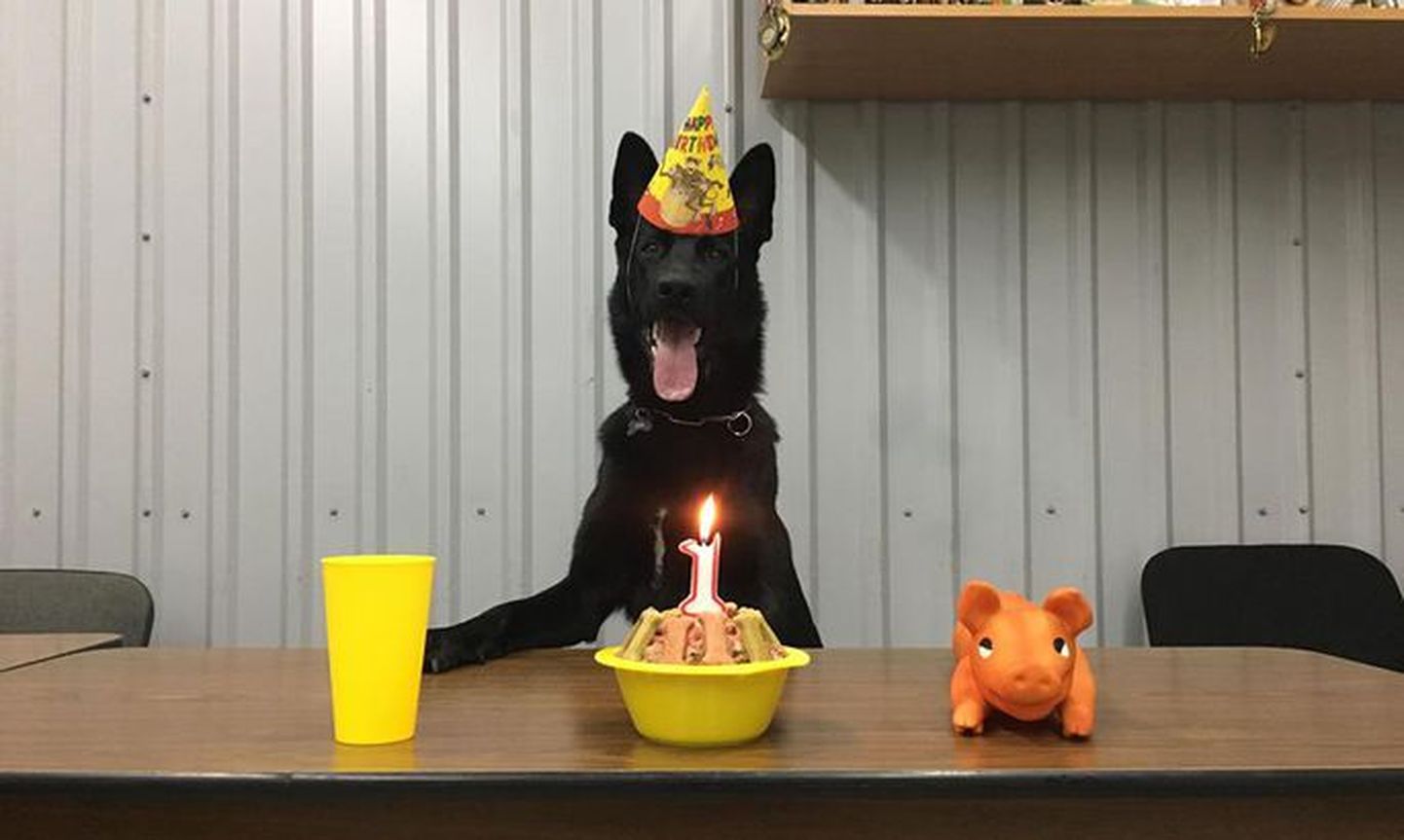 Рой отмечает свой первый день рождения.