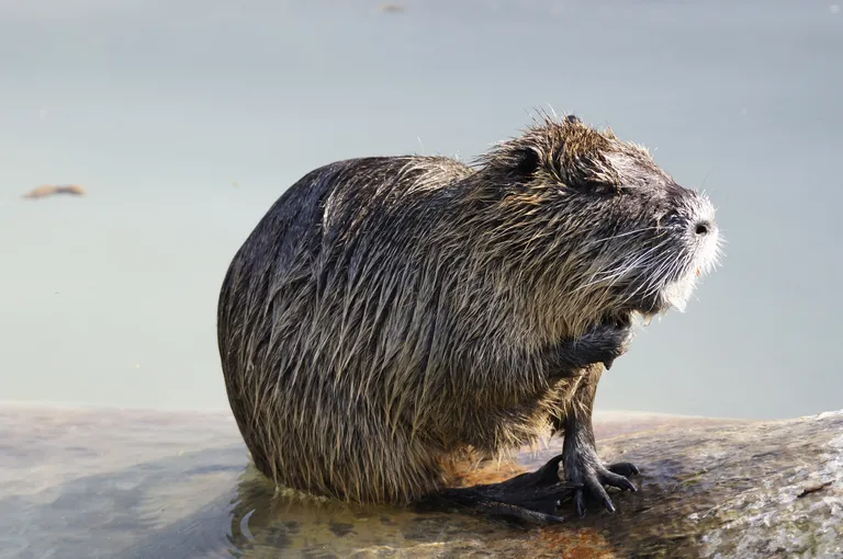 Nutria