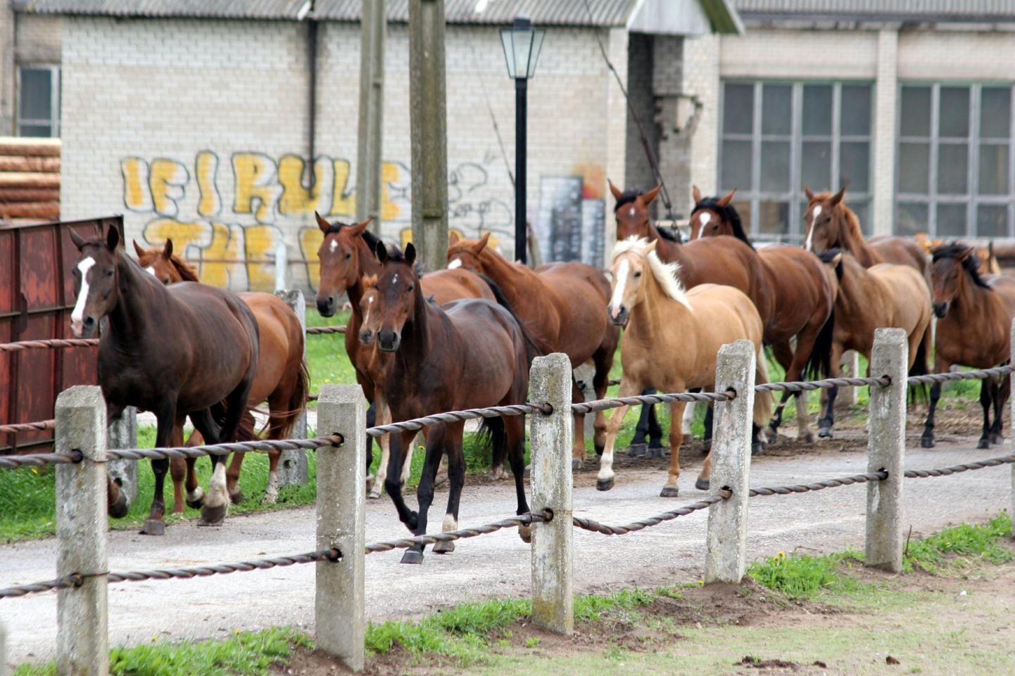 Tori hobusekasvanduses toimuvad Tori tõugu noorhobuste üleriigilised jõudluskatsed.
