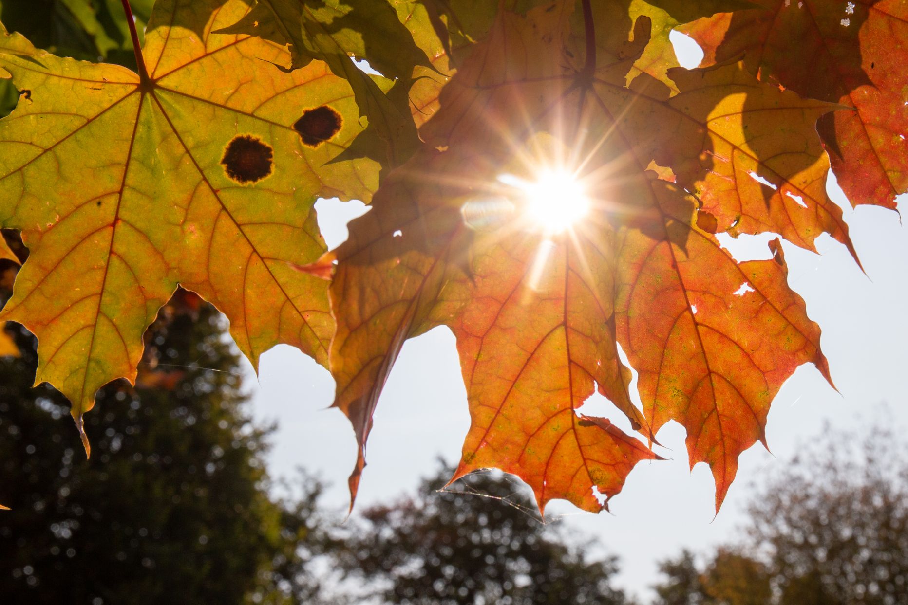 Почти весь сентябрь средняя температура воздуха оставалась выше средних многолетних значений.