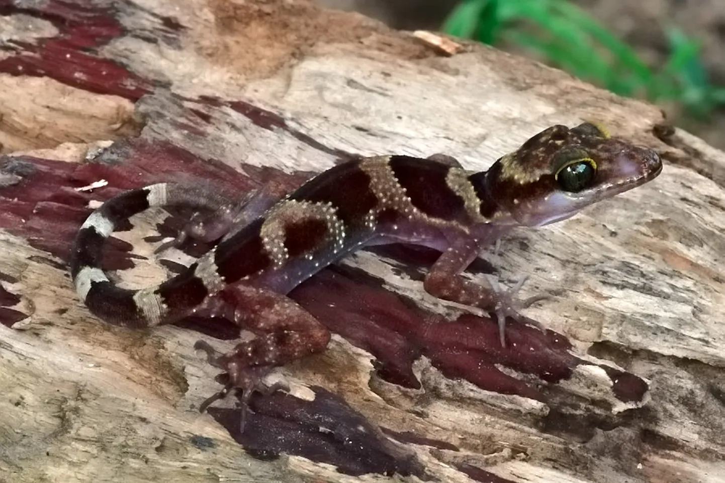 Kagu-Aasiast avastati uus geko liik Cyrtodactylus phnomchiensis.
