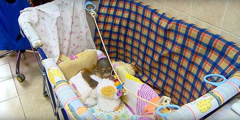 Новорожденный орангутан. Скриншот видео.