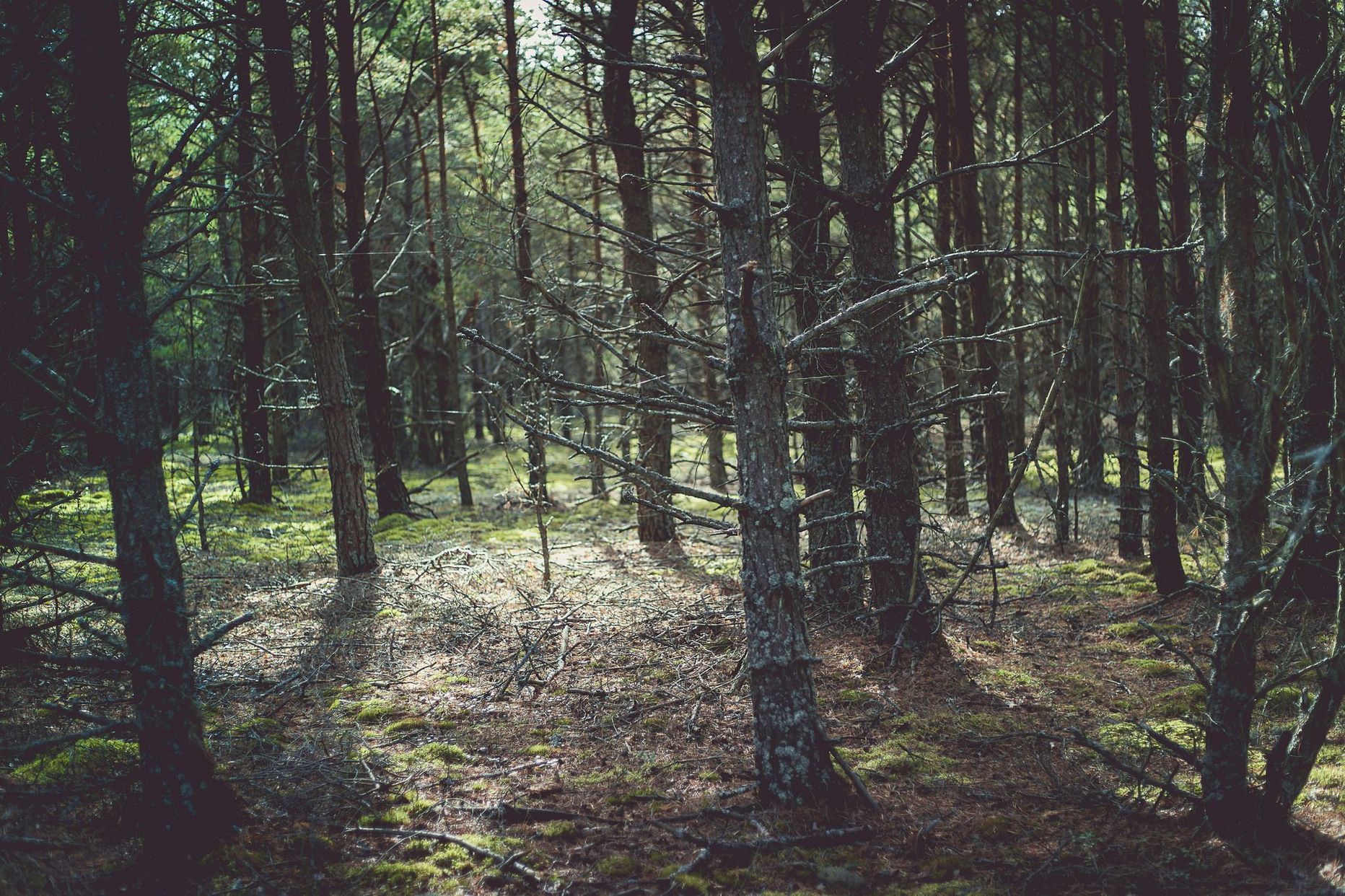 Леса Эстонии.