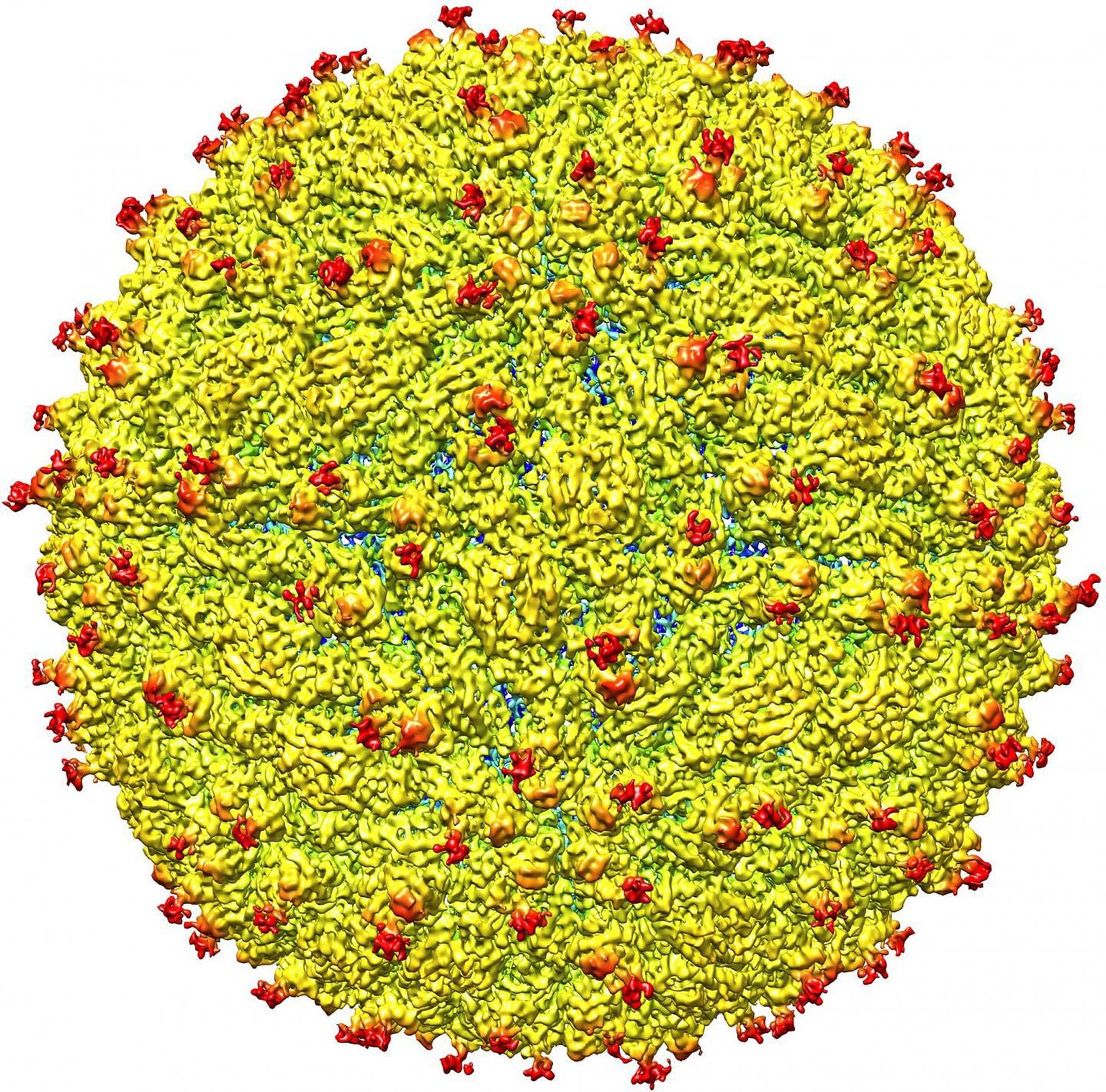 Zika viirus mikroskoobi all.