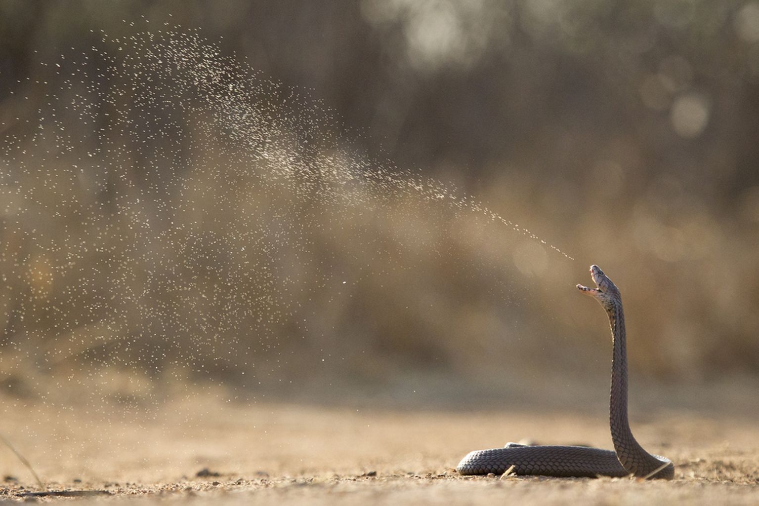 Sülitav kobra. Foto on illustratiivne