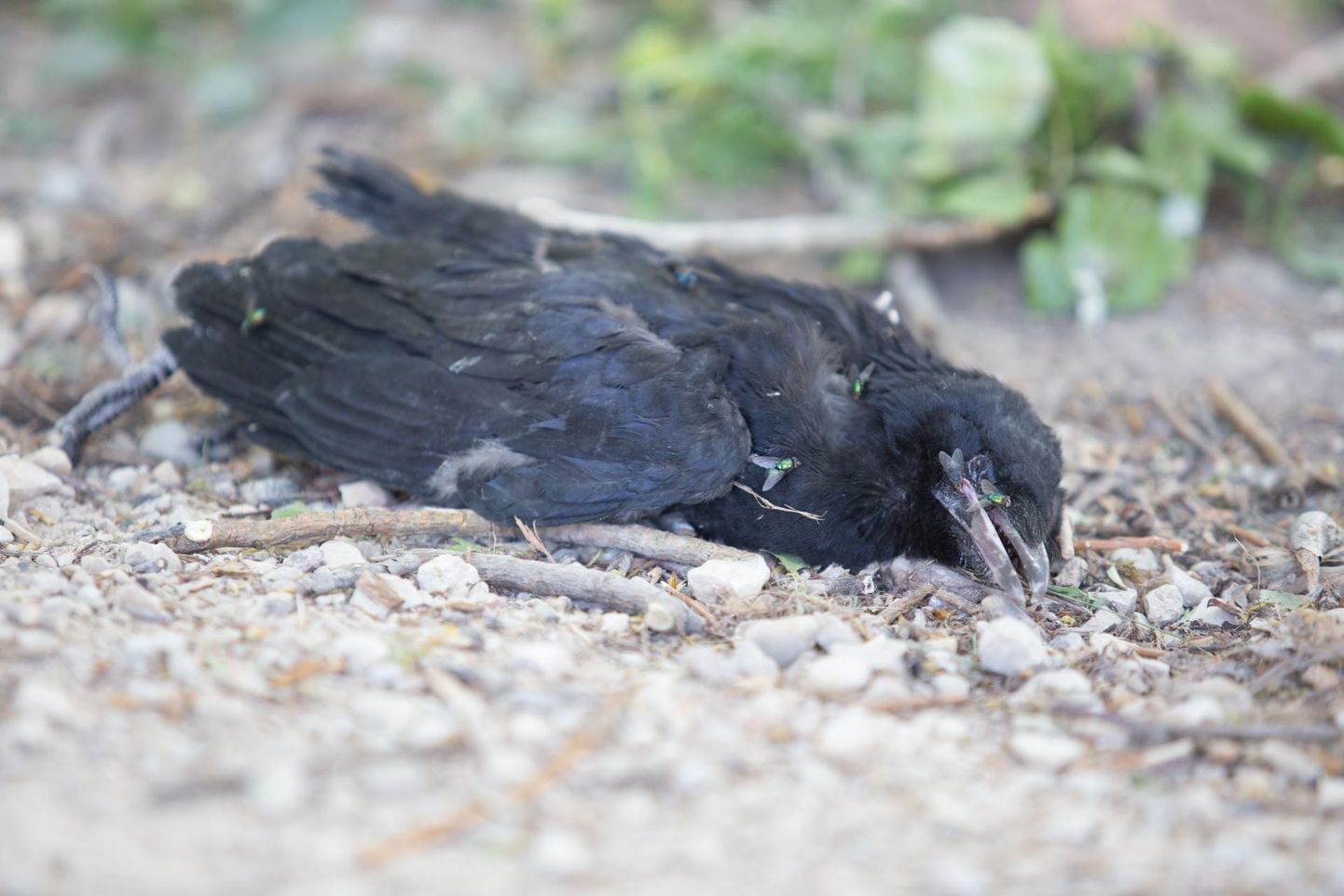 Surnud lind Emajõe ääres.