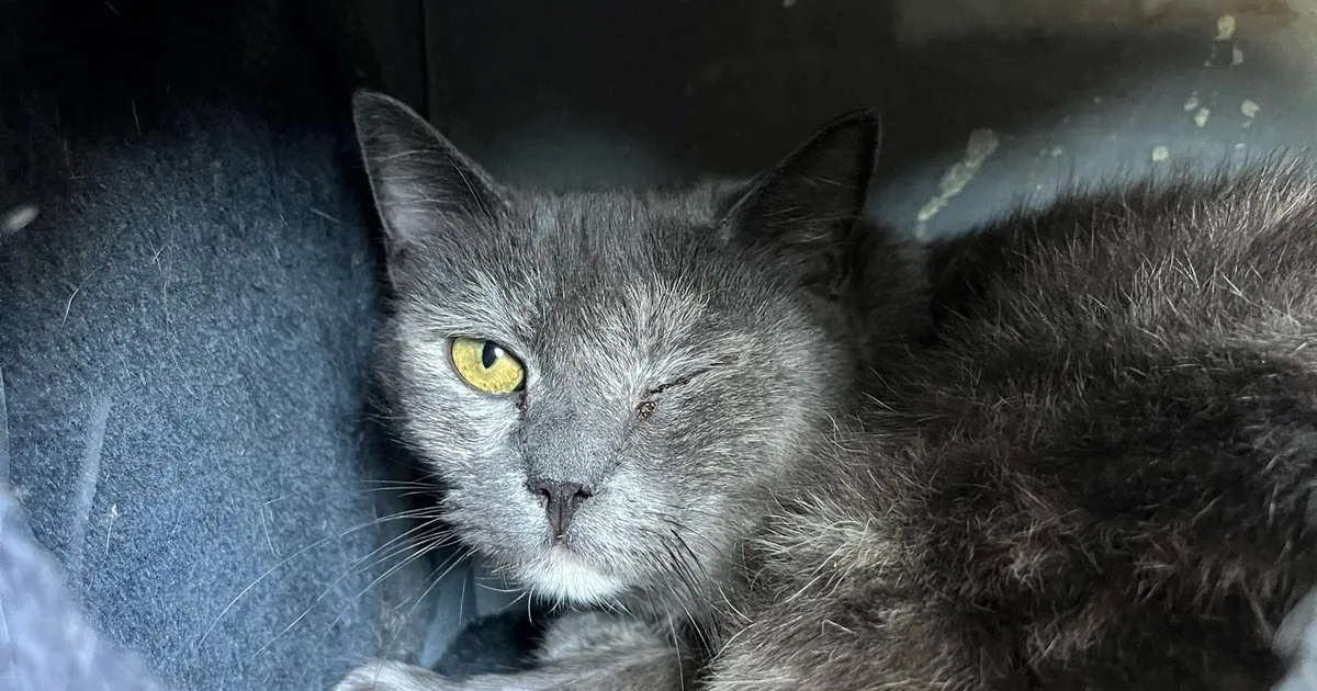 Aripa care caută cuib a avut o problemă de sănătate neașteptată