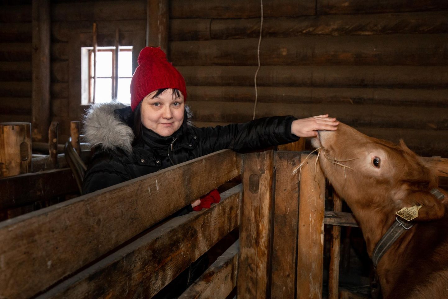 Kurgja talumuuseumi laudas on viis maatõugu lehma, kaks lehmikut ja pullipõks, keda muuseumi juhataja Monika Jõemaa sõnul peetakse nagu Jakobsoni ajal­.