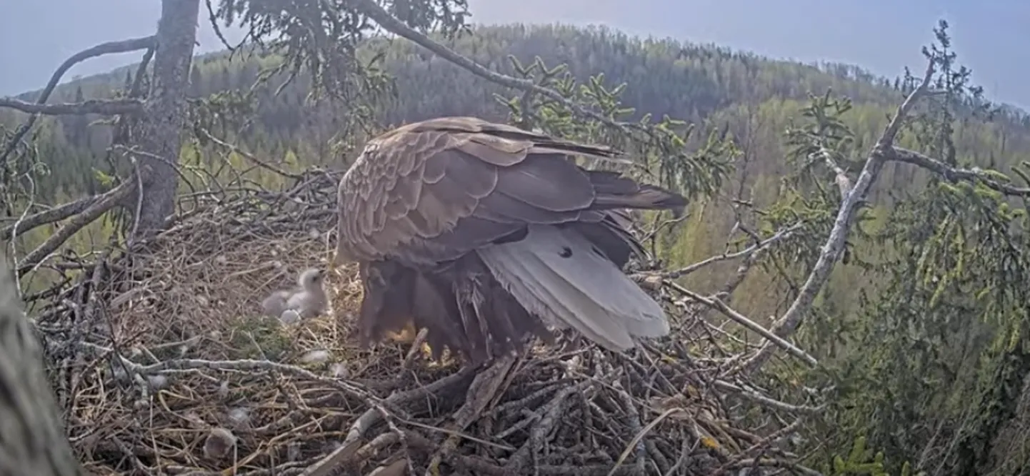 Кадр из видео