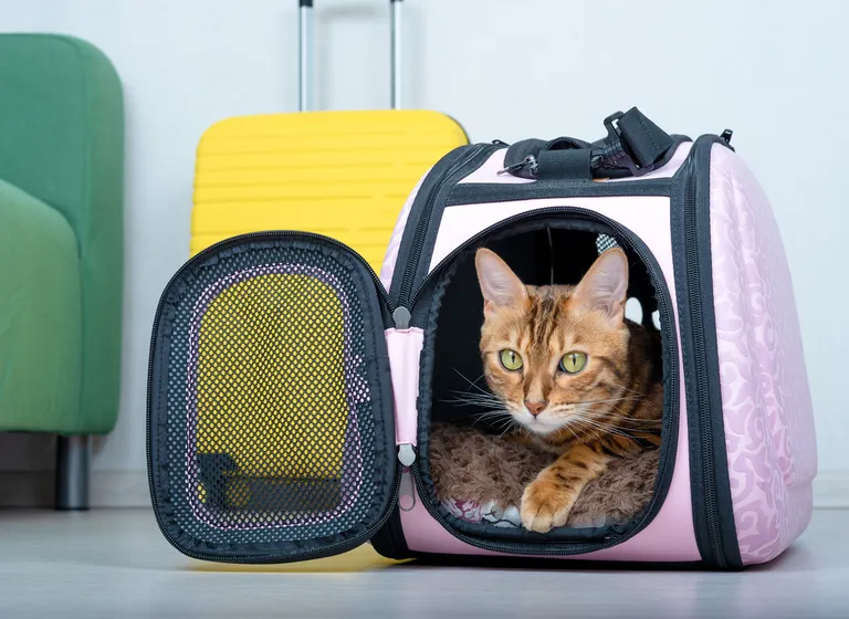 Igale loomale leidub transpordiks mõeldud kotte ja puure.