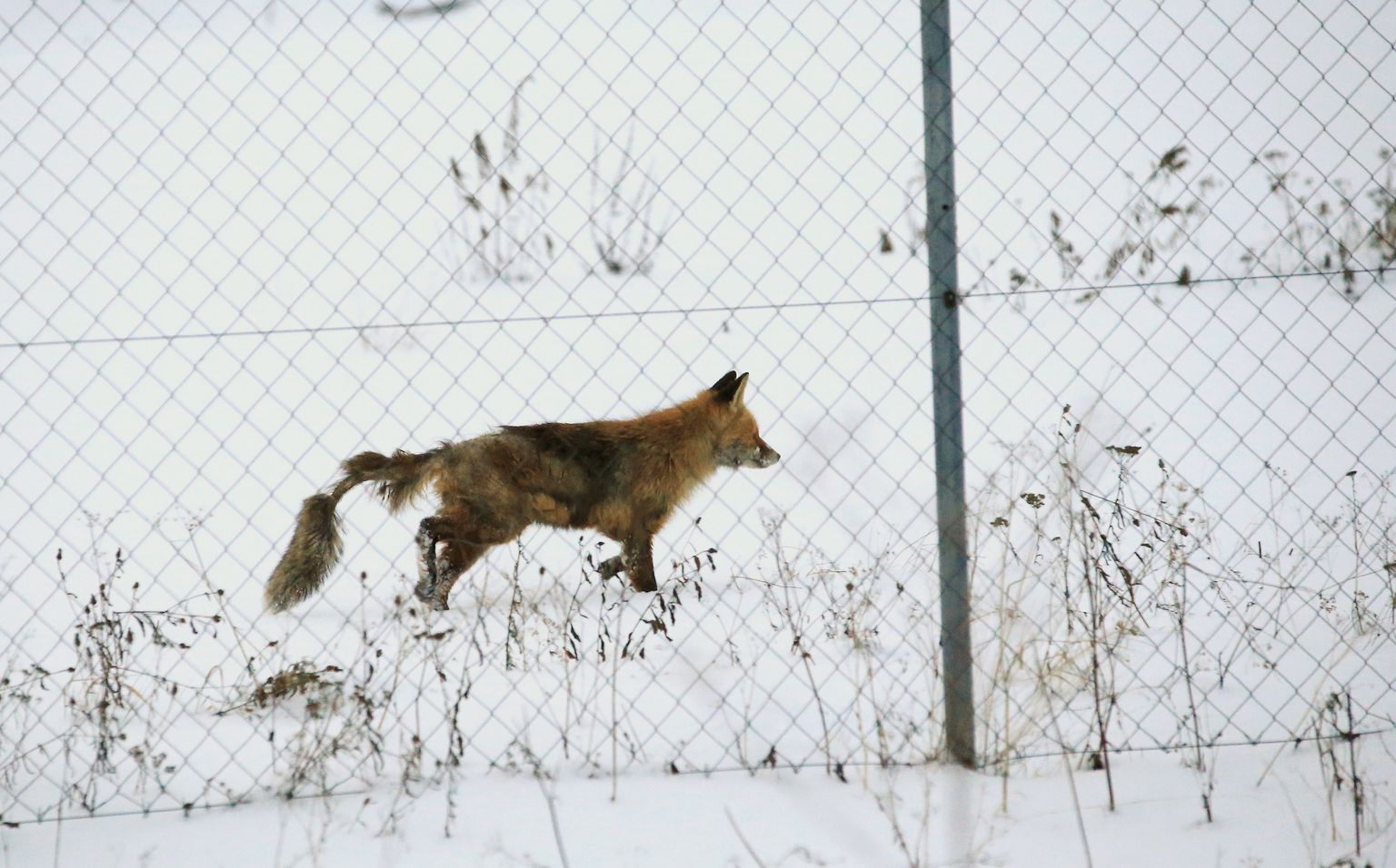 See kärntõvele iseloomulikult niru karvkattega rebane jäi fotograafi kaamera ette jaanuari lõpus Tartu linnas. Külm ilm teeb haigetel loomadel metsas toiduotsimise raskeks ja nii tiirutatakse enam inimeste prügikastide ümber.