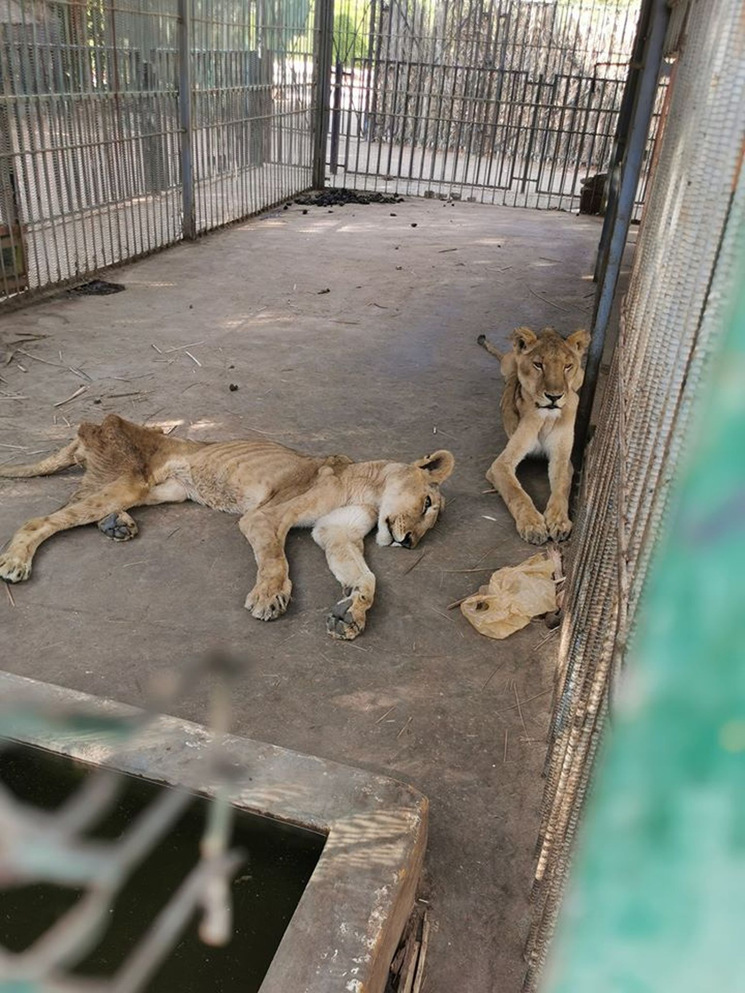 Львы в суданском зоопарке.
