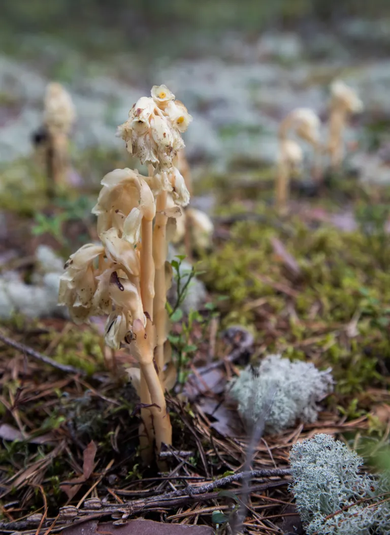 Metsas kasvas ka seenlill, mis on üks vähestest parasiittaimedest Eestis.