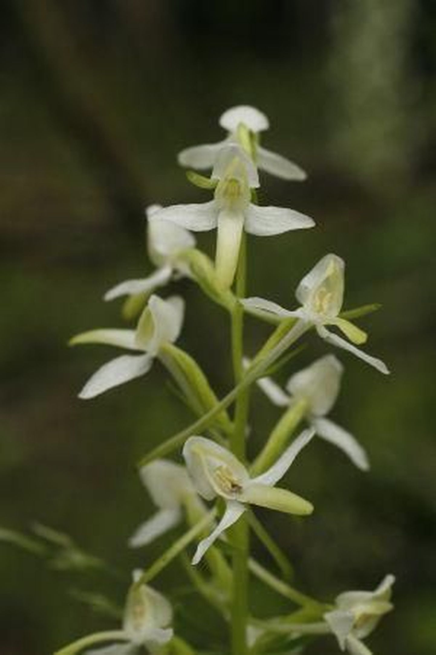 Eesti orhideekaitse klubi valis aasta orhideeks 2012 käokeele. Pildil kahelehine käokeel, mida kutsutakse ka ööviiuliks.