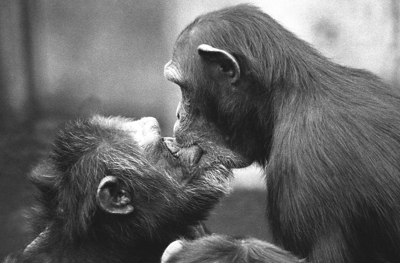 Emane šimpans (paremal) musitab alfaisast otse suule pärast nendevahelist võitlust, kui isane ajas teda taga. Nii nagu inimeste puhul, on ka šimpanside puhul musitamine tüüpiline leppimise märk ja ka tervitusmärk pärast lahusolekut.